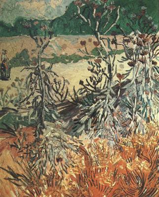 Vincent Van Gogh Thistles (nn04) Spain oil painting art